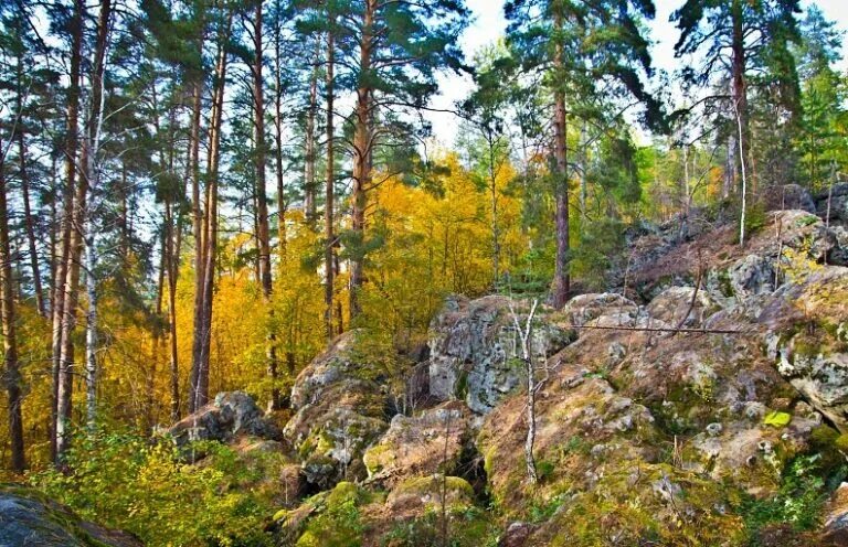 Рачейский бор самарская область осенью фото Инновационная деятельность - Детский сад № 3