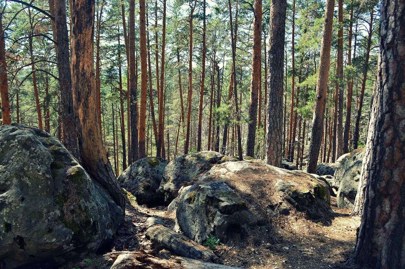 Рачейский бор самарская область осенью фото Автобусная экскурсия "Каменные чудеса Рачейских лесов" из Самары на GoRu