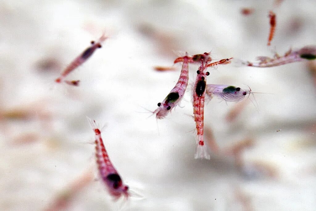 Рачки фото в море Tracking Antarctic Krill as More Is Harvested for Omega-3 Pills - The New York T