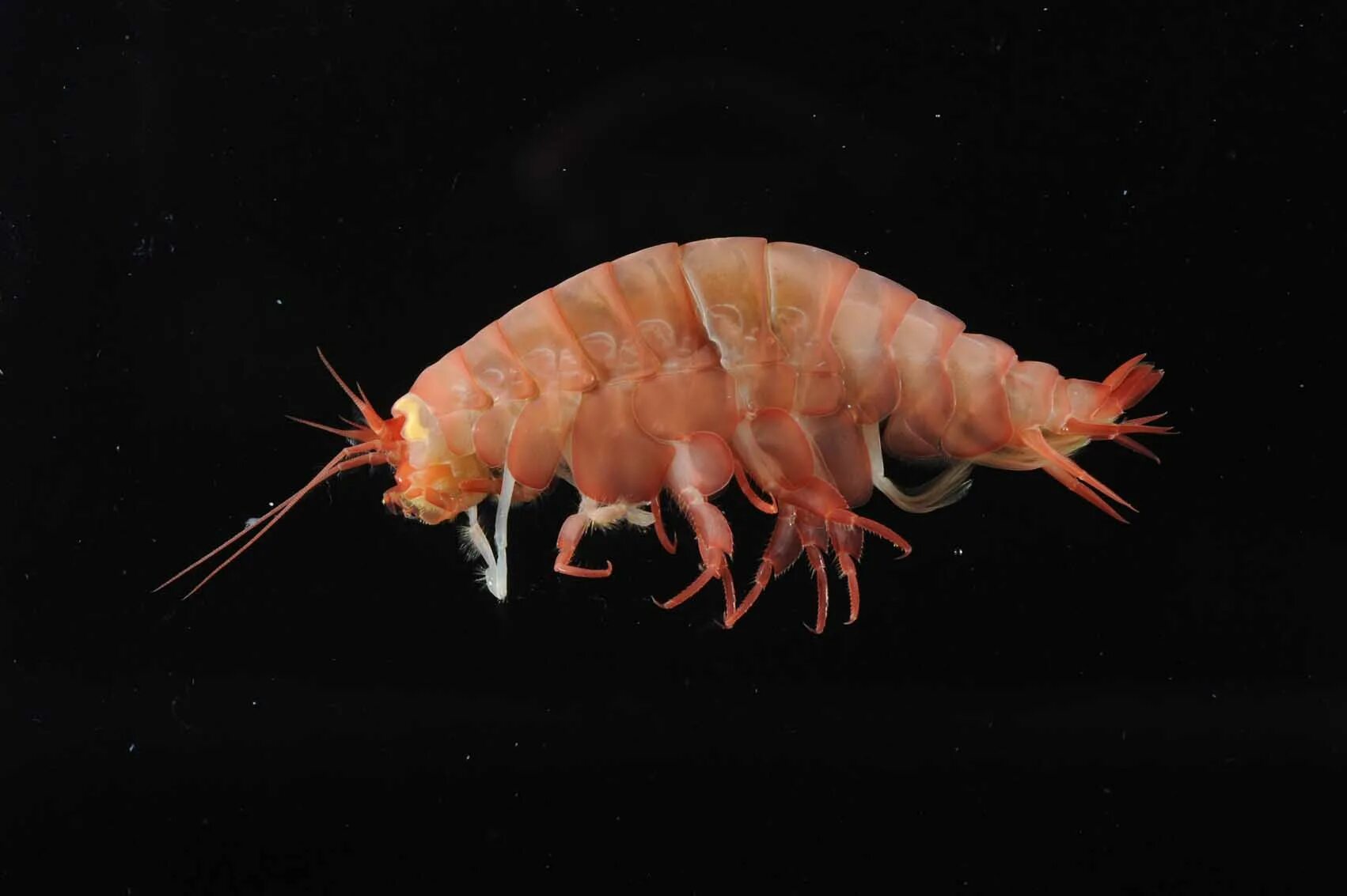 Рачки фото в море Eurytheneidae Lysianassoid Amphipoda of the World