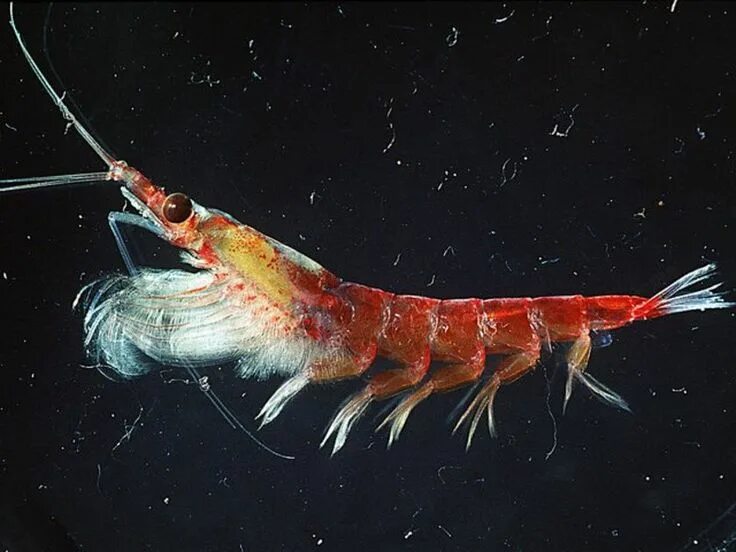 Рачки фото в море Animal A Day! Antarctic krill, Krill, Krill oil