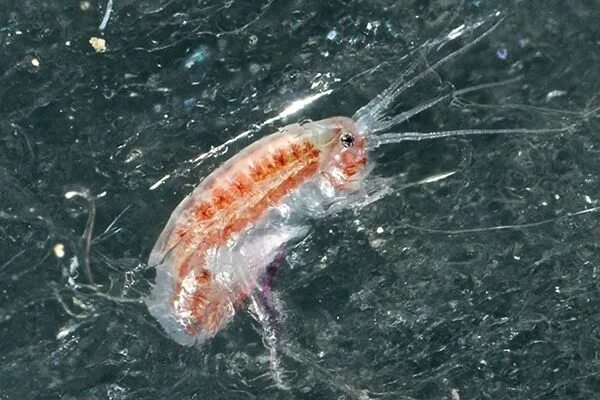 Рачки фото в море Animals That Live in the Arctic Surviving without ice: Arctic crustacean use cur