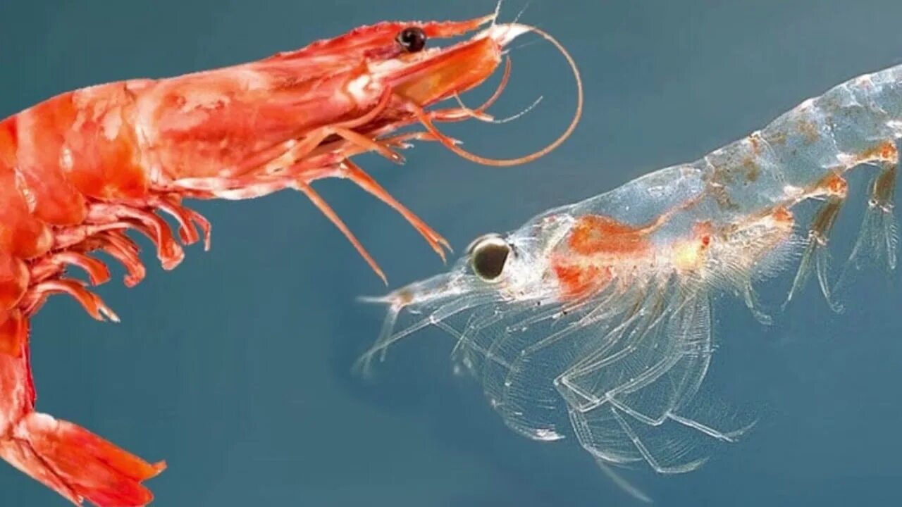 Рачки фото в море What is krill? What do krill eat? Can humans eat krill? Where do krill live? - Y