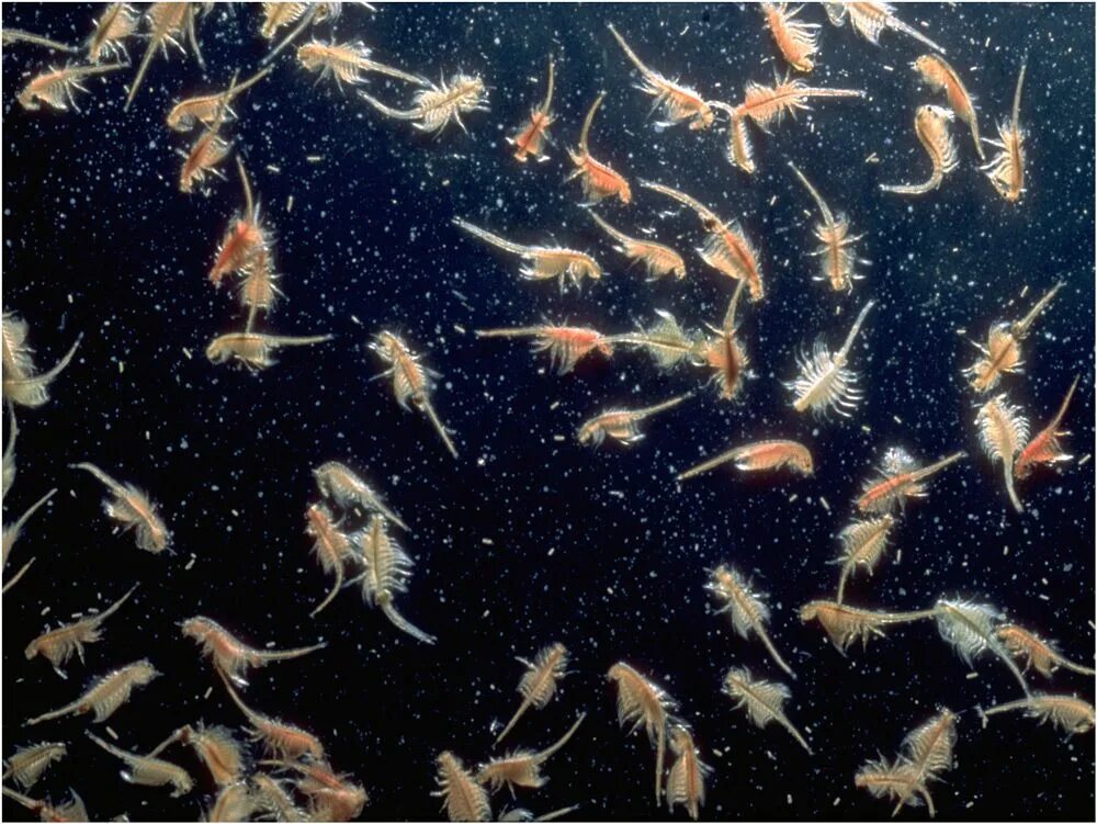 Рачки фото в море Lake, Brine shrimp, Brine