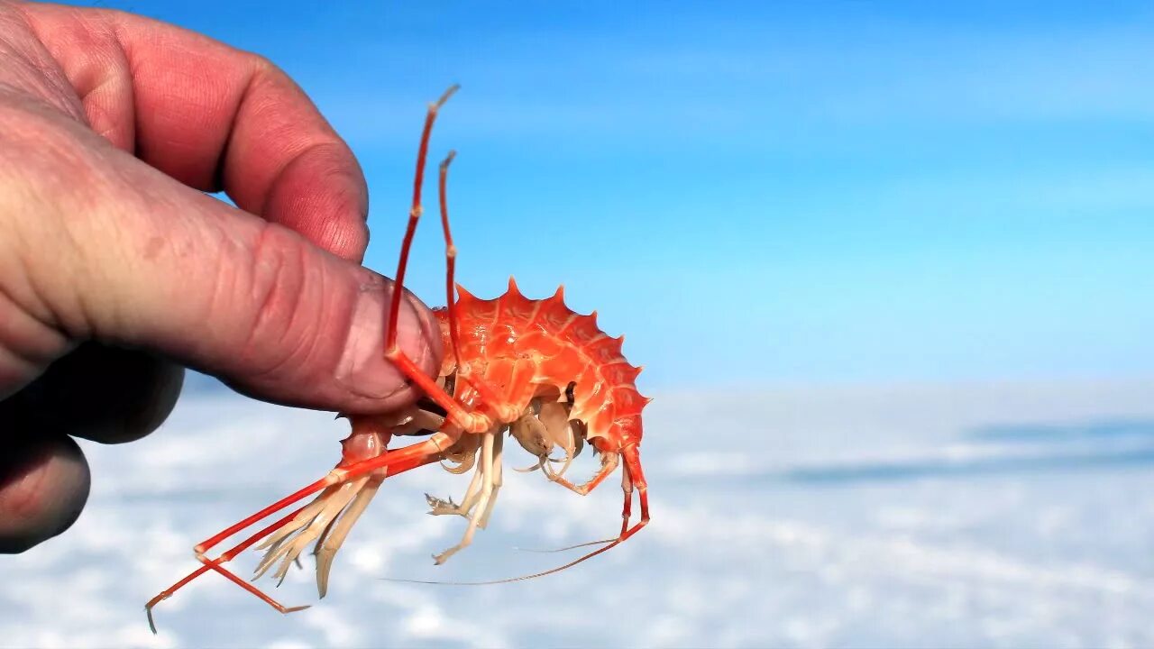 Рачки фото в море Шестой отряд. плавниковые креветки amphipoda (Вячеслав Толстов) / Проза.ру