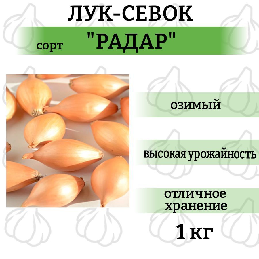 Радар лук описание озимый отзывы сорта фото Луковицы Лук krep-citi купить по выгодной цене в интернет-магазине OZON (1150553