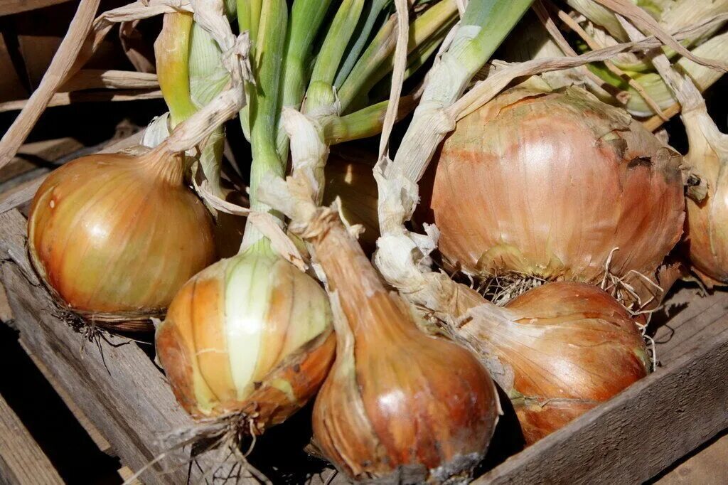 Радар лук описание озимый отзывы сорта фото Лук Радар - описание сорта, фото, отзывы Vegetables, Onion