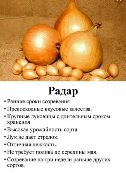 Радар описание сорта фото отзывы цена В маг.Всякая Всячина поступил в продажу лук-севок Радар для зимней посадки. 2022