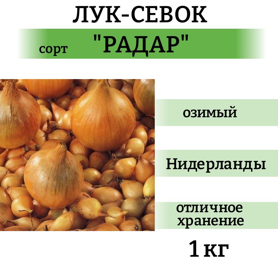 Радар описание сорта фото отзывы цена Характеристики Лук-севок озимый Радар (1 кг). Лучший сорт на посадку "Нидерланды