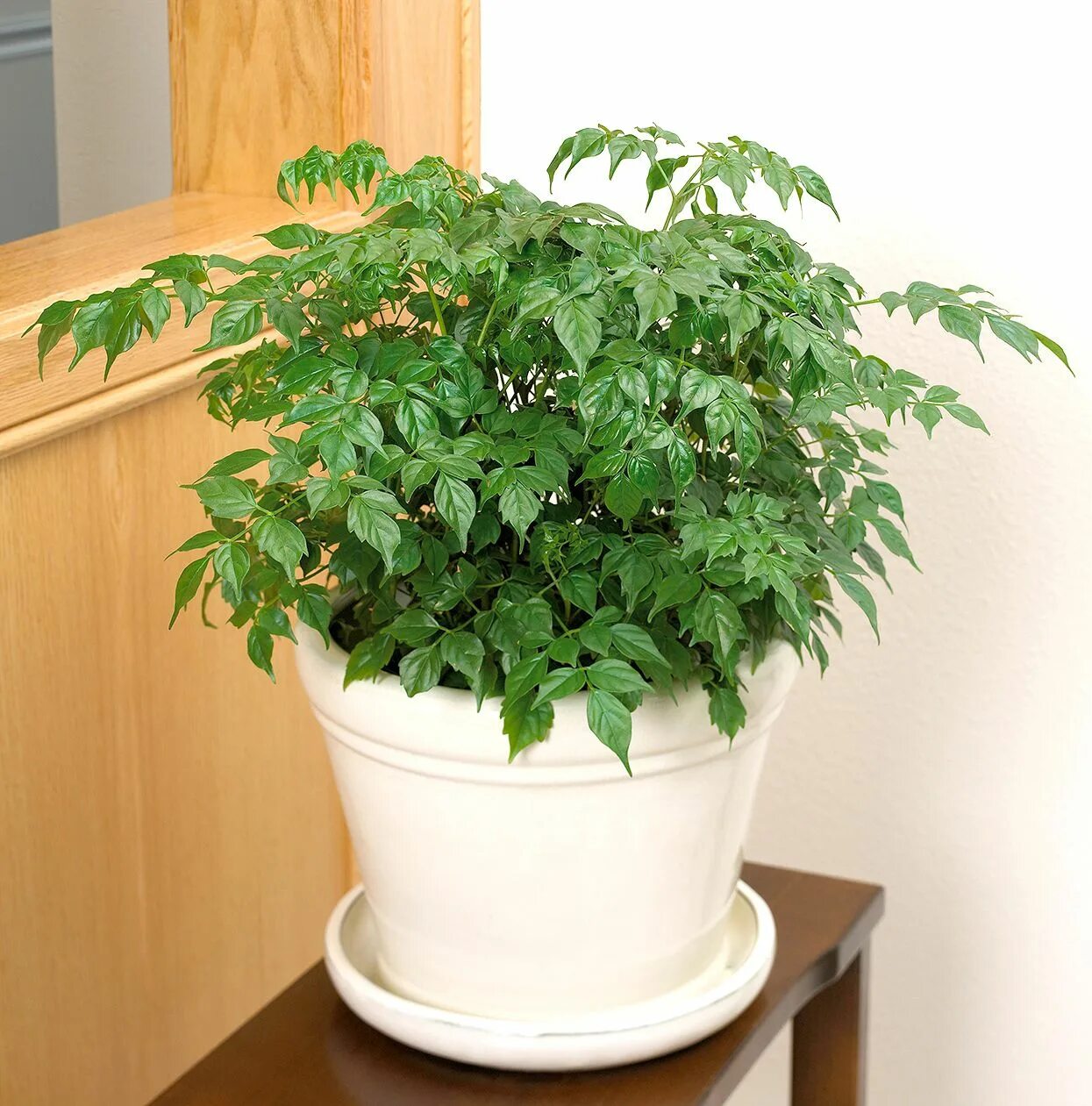 Радермахера фото уход в домашних 24 Best Foliage Plants to Brighten Up Any Room in Your Home