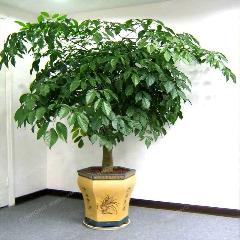 Радермахера фото уход в домашних Radermachera Sinica Bonsai 50 PCS/Bag Korean Hornbeam Mini Bonsai Tree Bonsai Fo