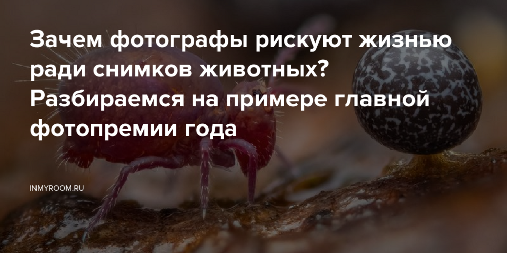 Ради жизни фото Зачем фотографы рискуют жизнью ради снимков животных? Разбираемся на примере гла