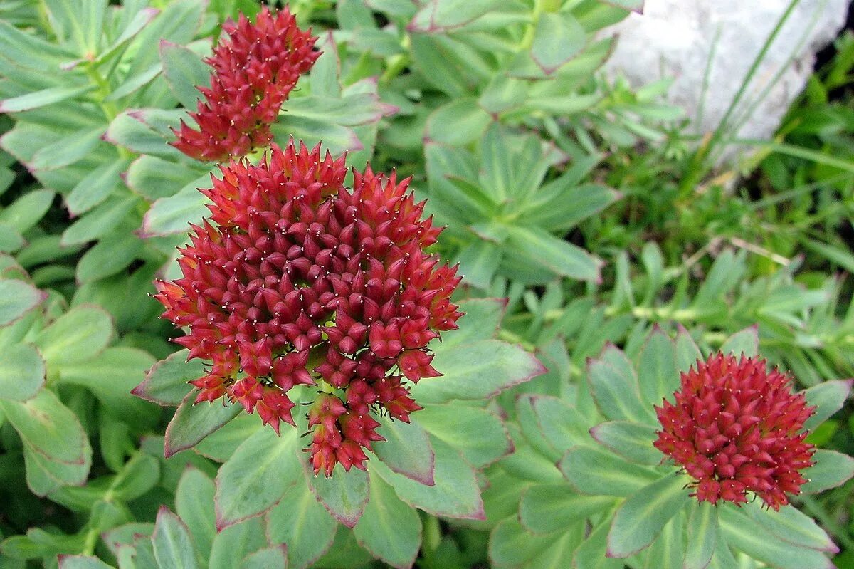 Радиола розовая фото и описание File:Rhodiola rosea PID1423-1.jpg - Wikimedia Commons