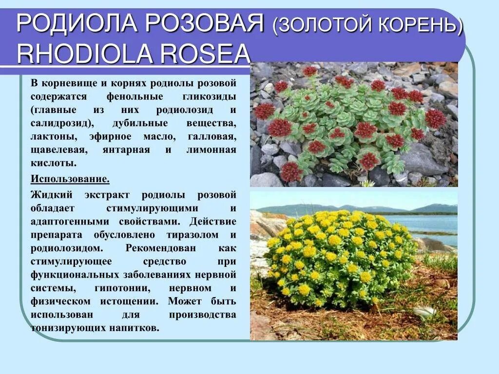 Радиола розовая фото и описание Родиола розовая, лечебные свойства (золотой корень), фото