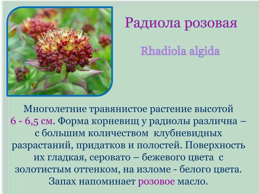 Радиола розовая фото и описание PPT - ЧАРЫШСКИЙ ЗАКАЗНИК PowerPoint Presentation, free download - ID:2279498