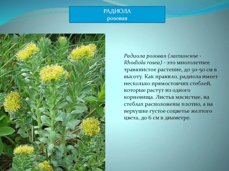 Радиола розовая фото и описание лечебные Родиола розовая презентация