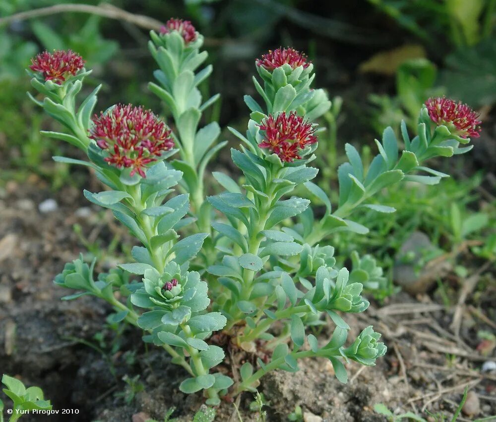 Радиола розовая фото и описание лечебные Rhodiola integrifolia - Image of an specimen - Plantarium