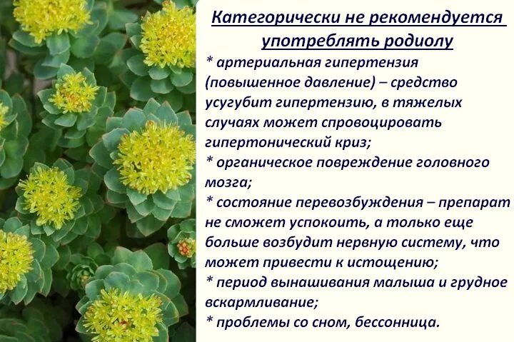 Радиола розовая фото и описание лечебные свойства Золотой корень (родиола розовая) - лечебные свойства и противопоказания