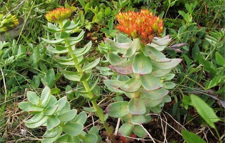 Радиола розовая фото и описание лечебные свойства Родиола розовая (Rhodiola rosea) - основные показания к применению Plants, Garde