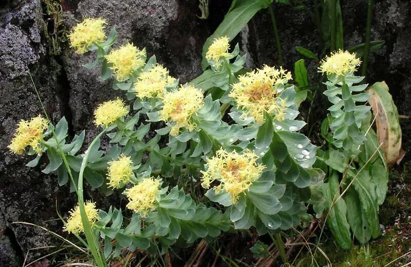 Радиола розовая фото свойства Rhodiola sp. -- фотография