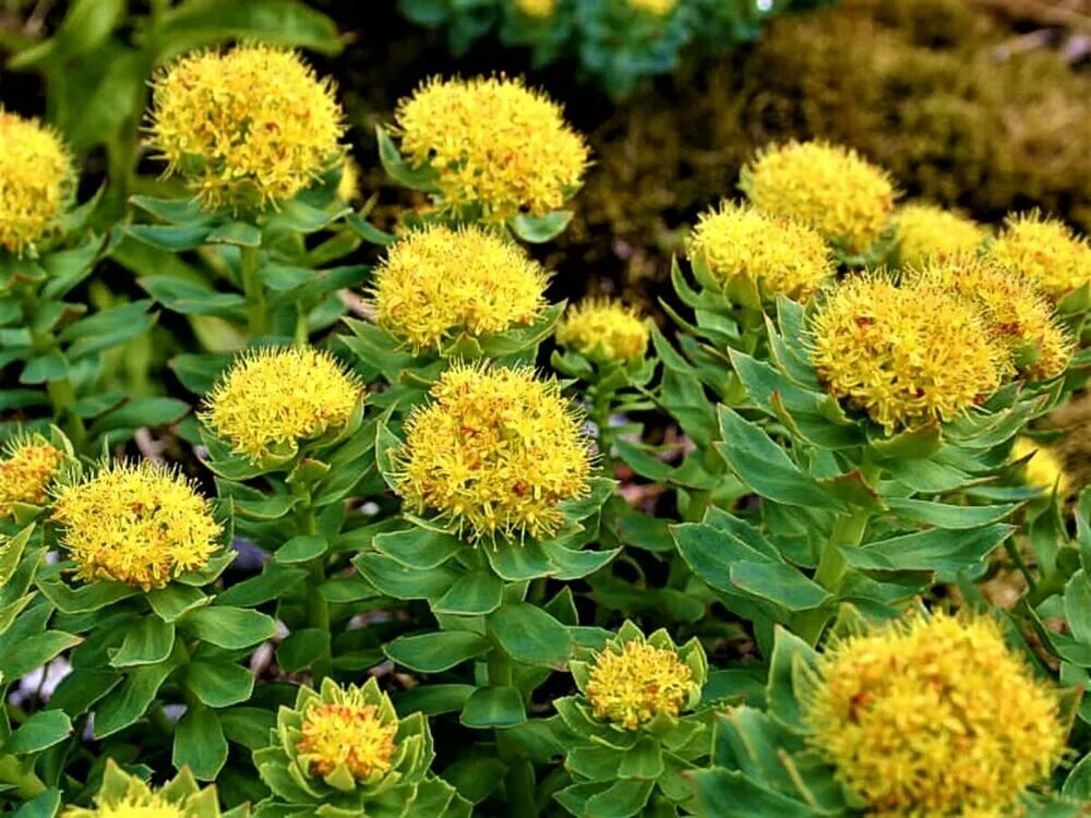 Радиола розовая фото свойства Родиола розовая: купить в Москве саженцы Rhodiola rosea в питомнике "Медра"