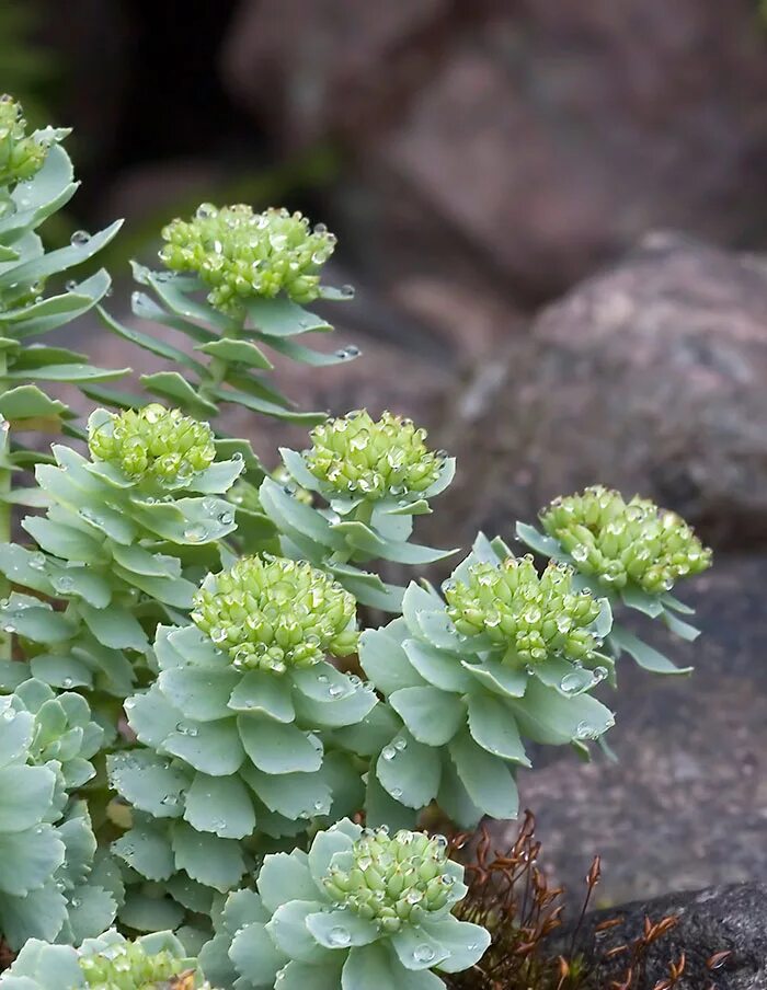 Радиола розовая фото свойства organic rhodiola - LA SOCIÉTÉ DES PLANTES