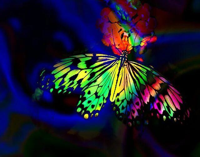 Радужная бабочка фото Rainbow Butterfly Rainbow butterflies, Butterfly background, Rainbow butterfly