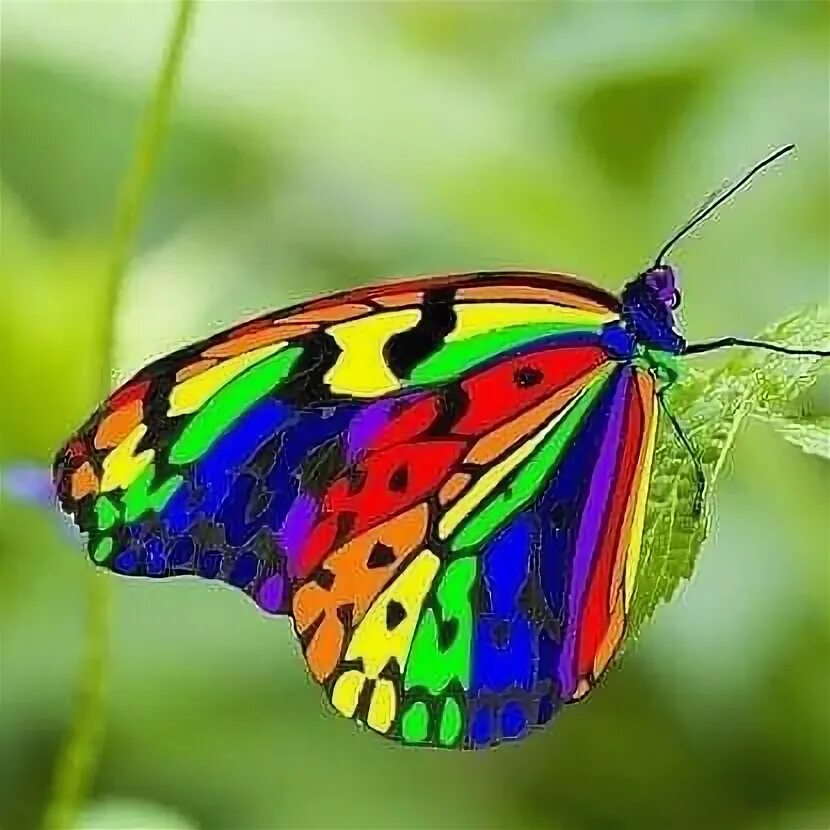 Радужная бабочка фото Colorful Butterfly on Green Leaf