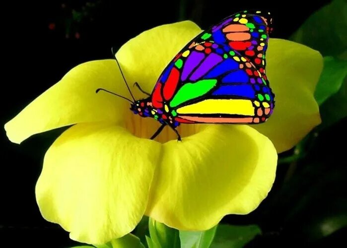 Радужная бабочка фото Amazing Butterfly Yellow flowers, Butterfly, Beautiful flowers