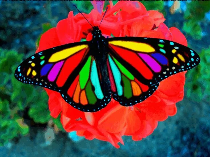 Радужная бабочка фото где обитает via GIPHY Most beautiful butterfly, Beautiful butterfly images, Beautiful butter