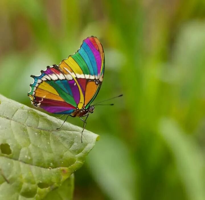 Радужная бабочка фото где обитает Pin by Claudia Carletti on natura Rainbow butterfly, Beautiful butterflies, Butt