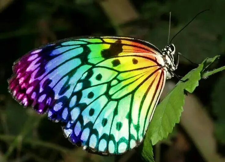 Радужная бабочка фото где обитает Rainbow butterflies Rainbow butterfly, Butterfly face, Rainbow butterflies