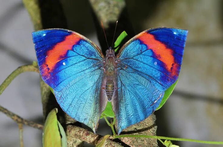 Радужная бабочка фото где обитает Malayan Leafwing - Kallima paralekta Beautiful butterflies, Weird insects, Butte