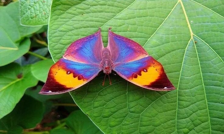 Радужная бабочка фото в природе Indian leafwing - Kallima paralekta Rainbow butterfly, Butterfly, Beautiful butt