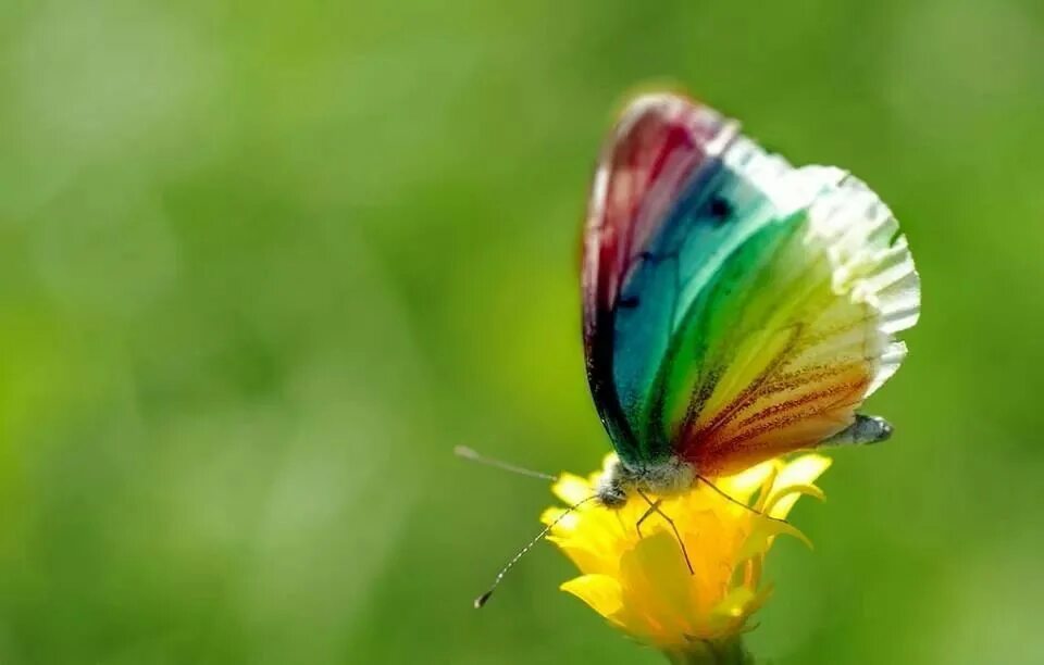 Радужная бабочка фото в природе Pin on Butterfly Rainbow butterflies, Beautiful bugs, Beautiful butterflies