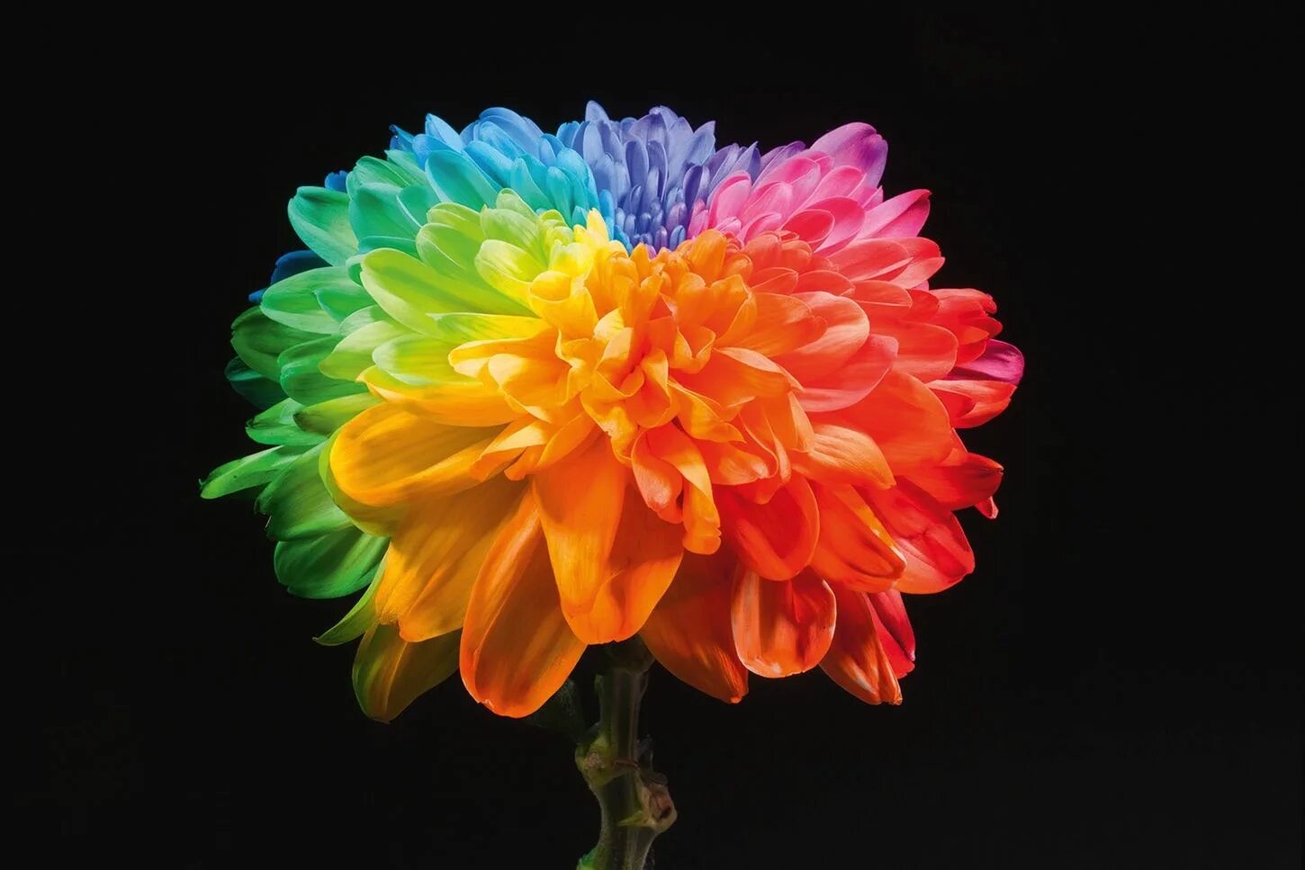 Радужная хризантема фото Happy Colors Rainbow Zembla Chrysanthemum R1112 Chrysanthemum, Happy colors, Col