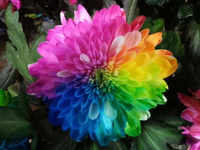 Радужная хризантема фото #Chrysanthemum #Rainbow; Available at www.barendsen.nl