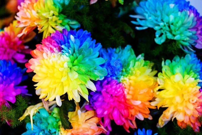 Радужная хризантема фото Chrysanthemum Rainbow Flower Stock Photo - Image of multicolor, nature: 88436880