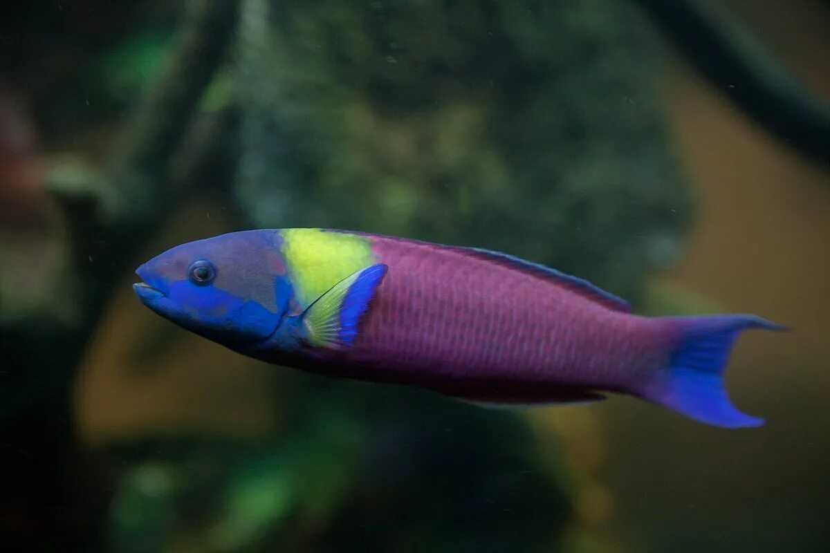 Радужная рыба фото File:Cortez Rainbow Wrasse.jpg - Wikipedia