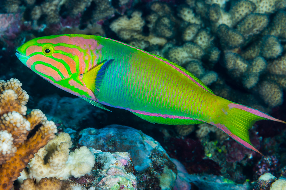 Радужная рыба фото Талассома (lutescens) - Thalassoma lutescens