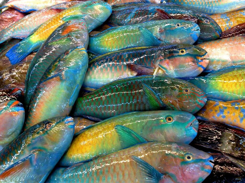 Радужная рыба фото Catch of the day Renkler, Fotoğrafçılık, Resim