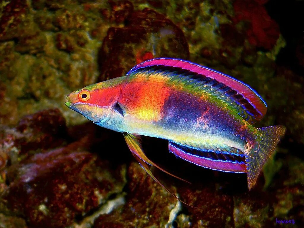 Радужная рыба фото Fancy Australian Wrasse Saltwater aquarium fish, Colorful fish, Tropical freshwa