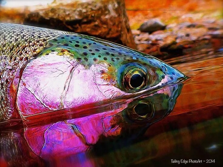 Радужная рыба фото Fly fishing art, Fly fishing, Fly fishing photography