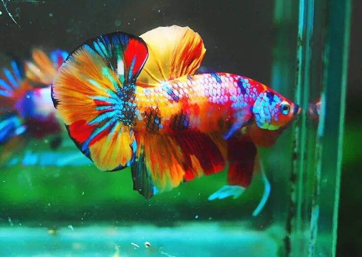 Радужная рыба фото Colorful Betta Fish in an Aquarium