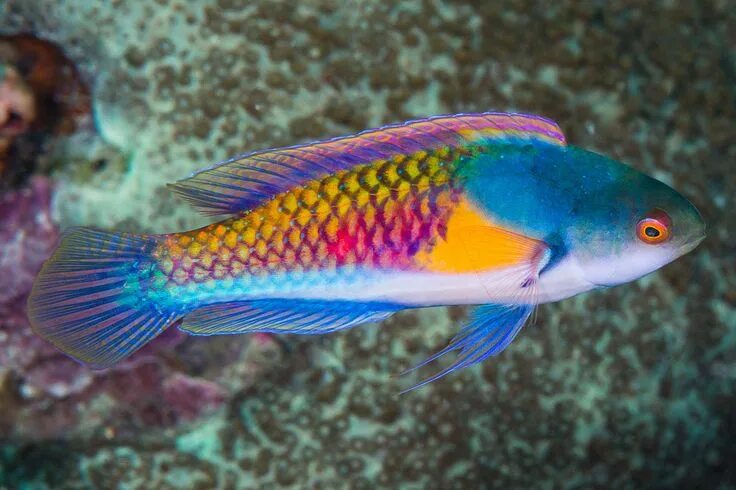 Радужная рыба фото Yellowflanked fairy wrasse, terminal phase - Cirrhilabrus ryukyuensis Beautiful 