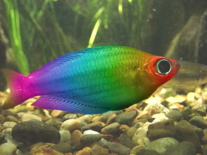 Радужная рыба фото Buy tropical rainforest fish in stock OFF-50