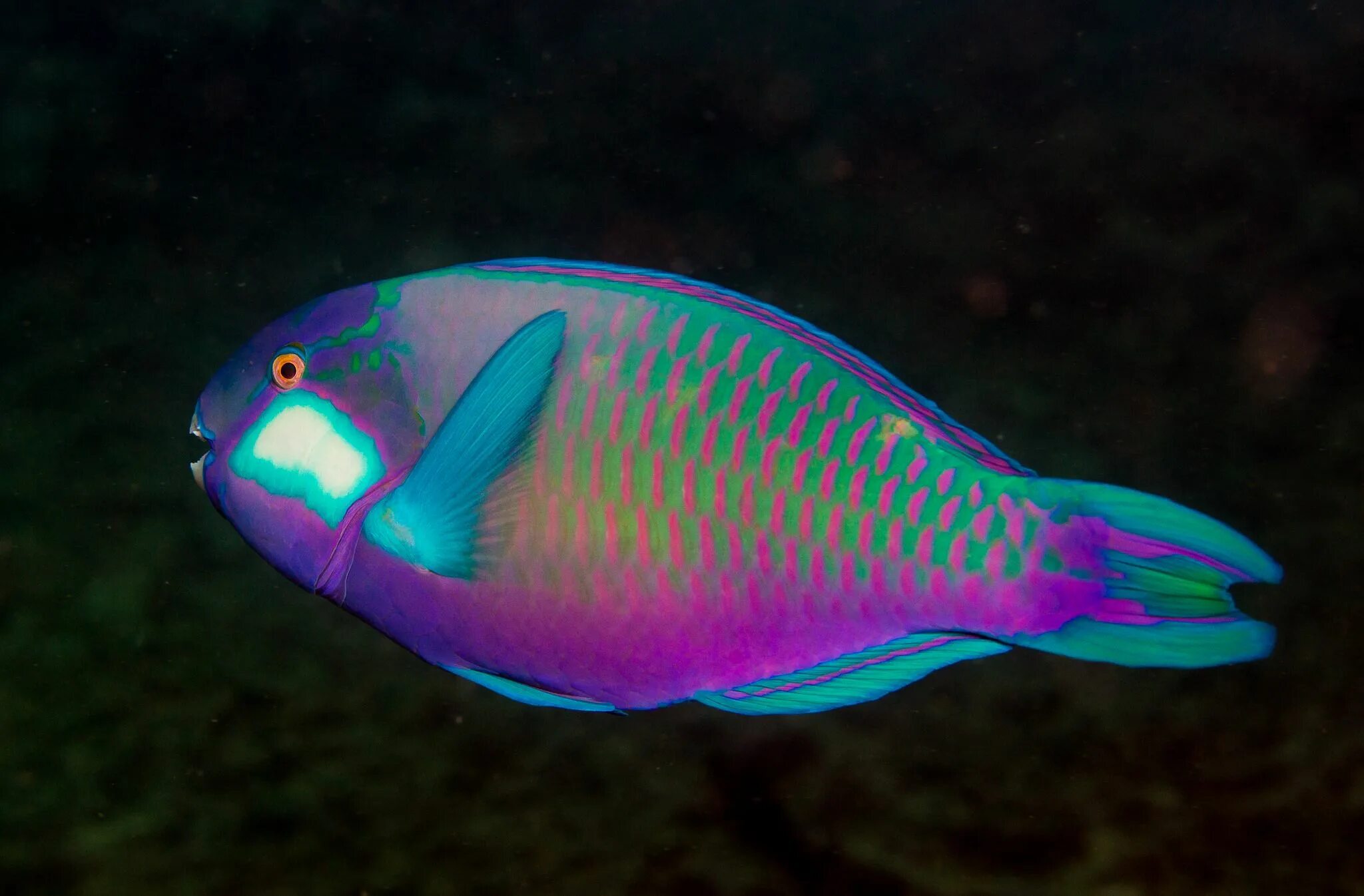 Радужная рыба фото Fleeting Rainbow Parrot fish, Marine fish, Beautiful sea creatures