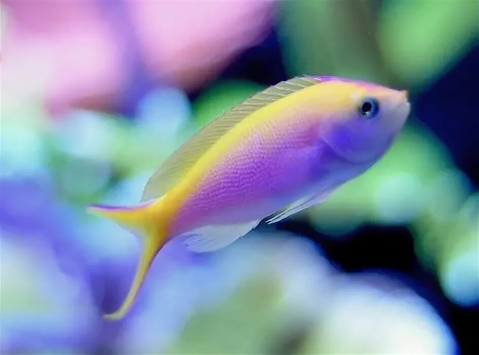 Радужная рыба фото fish pictures - Google Search Fish, Tropical fish, Beautiful fish