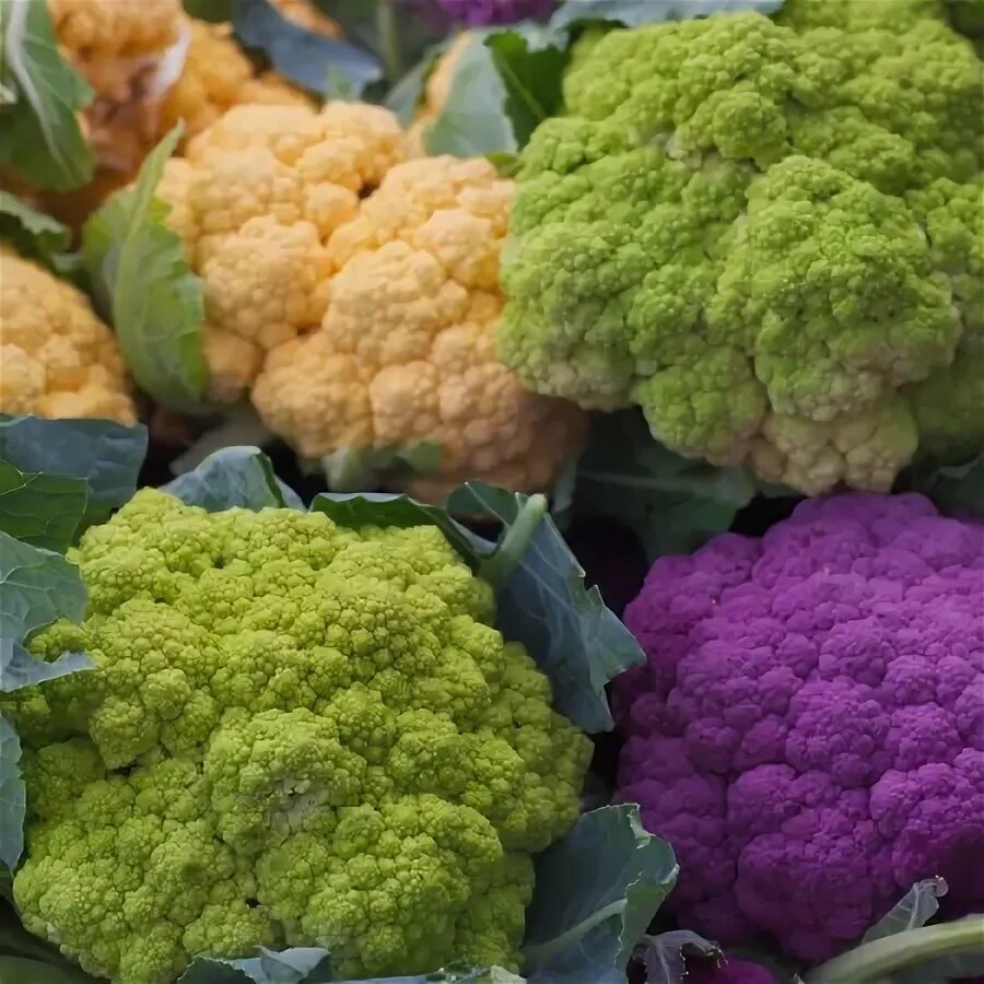 Радужная цветная капуста фото CAULIFLOWER KALEIDOSCOPE MIXED Cauliflower Seeds