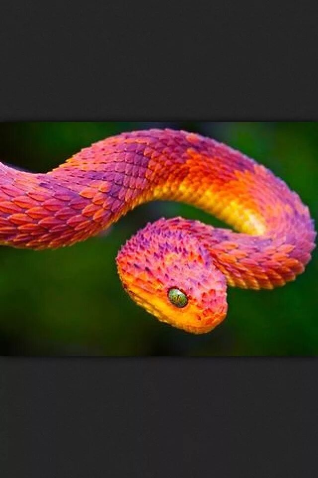 Радужная змея фото When a snake eats skittles, he breaks out into a rainbow. Pretty snakes, Colorfu